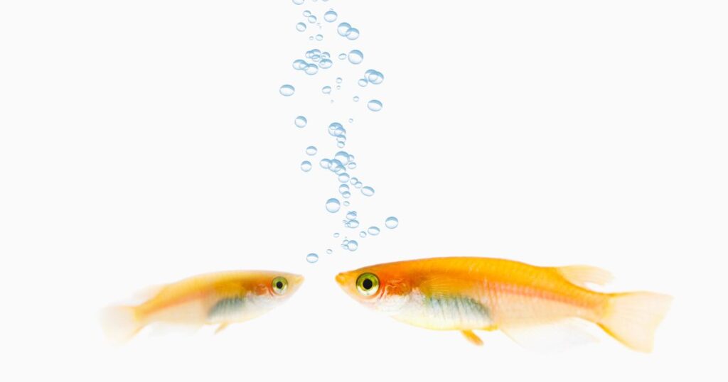 30cmキューブ水槽 容量は 生体は何匹 など気になる疑問に答えます すきlog