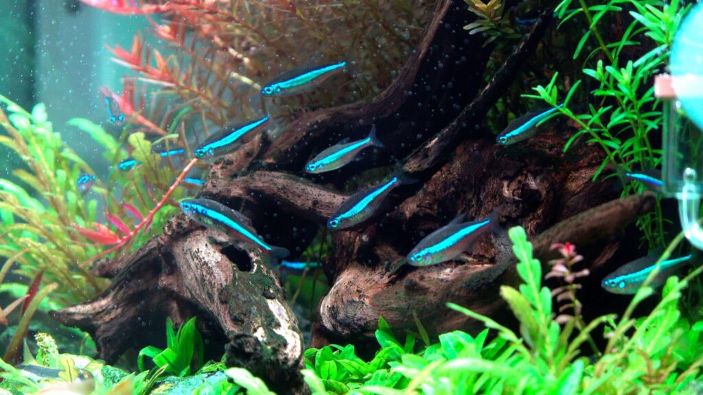 30センチキューブ水槽で飼ってる生体紹介 初心者が飼いやすい生体とは すきlog