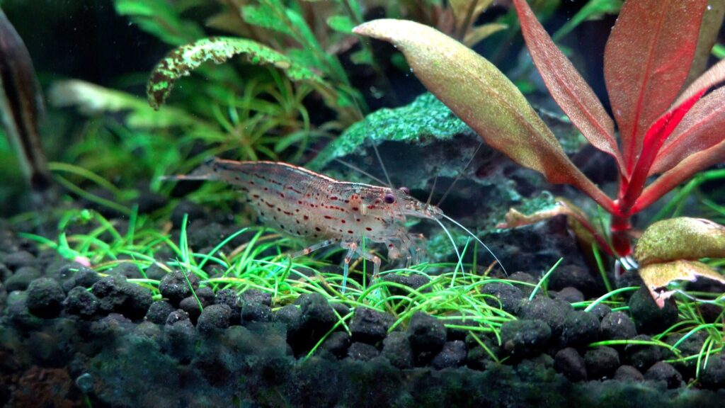 30センチキューブ水槽で飼ってる生体紹介 初心者が飼いやすい生体とは すきlog