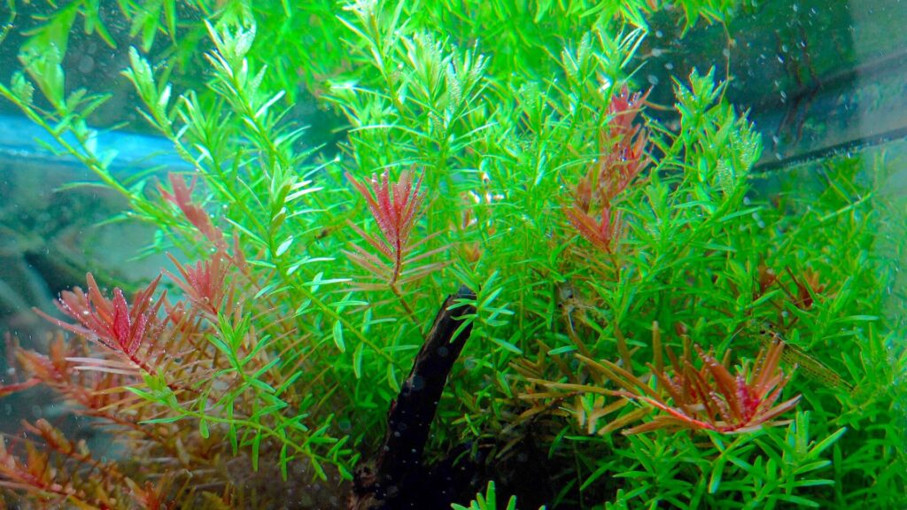 【CO2がなくても育つ？】グリーンロタラ、ロタラsp.Hraの育て方 すきlog